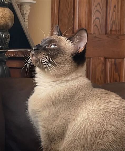 Aesthetic Cats in 2022 | Cat aesthetic, Cats, Siamese cats
