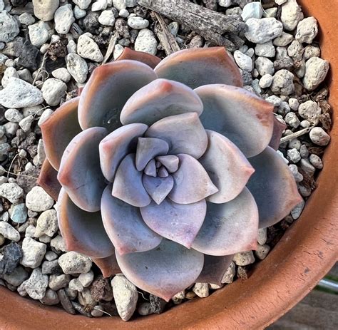 Graptoveria Milky Way : succulents