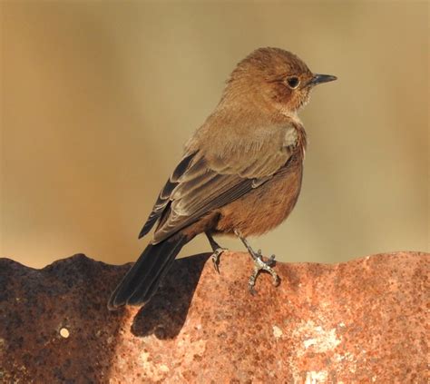 brown rock chat birdforum