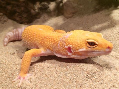 Leopard gecko, Sunglow. | Leopard gecko, Gecko, Leopard