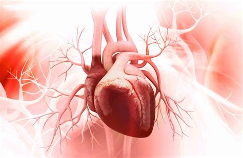50 Important Facts About The Heart You Must Know - Facts.net