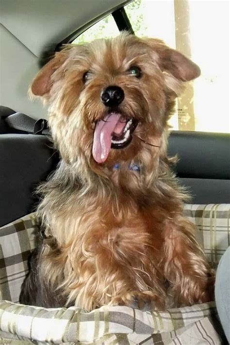 Dorkie Dogs