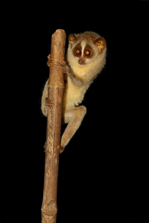 Slender Loris