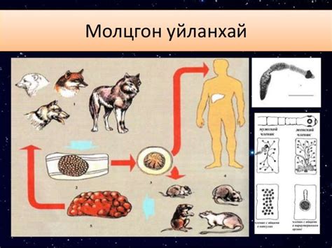Элэгний голомтот эмгэг