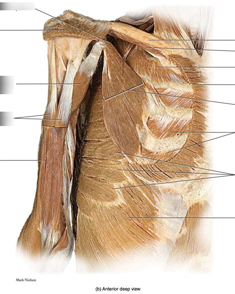 Muscles acting on the brachium & antebrachium pt 1 Diagram | Quizlet