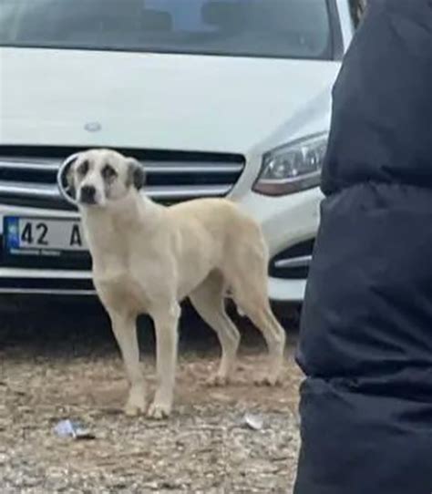 Gizem savage nin 40 dklık canlı yayını olan varmı : r/KGBTR