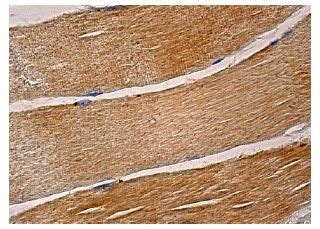 LKB1抗体 (G-12) | SCBT - Santa Cruz Biotechnology