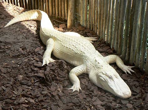 Albino Alligator, pretty awesome, huh? Albino Human, Natural Scenery ...