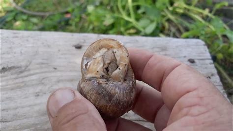 Evo nekoliko prirodnih i efikasnih načina borbe sa puževima - YouTube