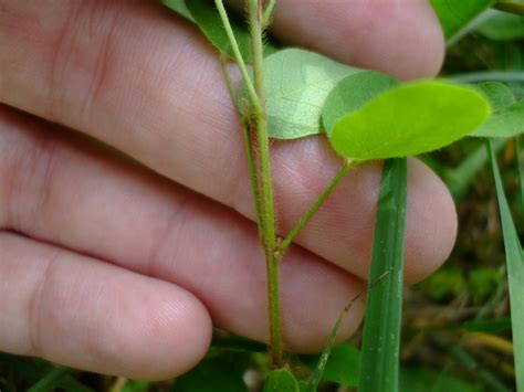 Desmodium ciliare (Hairy Small-Leaf Tick Trefoil)