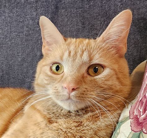 Willow is adopted! | Happy Cats Haven