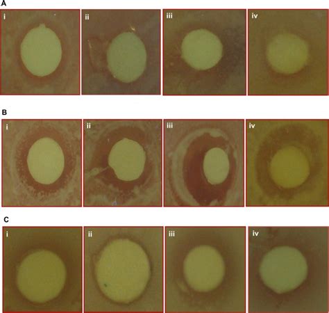 Zone of inhibition produced by undoped and Sn doped ZnO... | Download ...