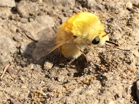 Found this bee fly in eastern Washington back in 2016. Initially posted ...