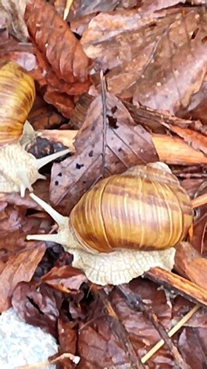 8 май 2024 г. Градински Охлюв,Helix pomatia,мекотело. - YouTube