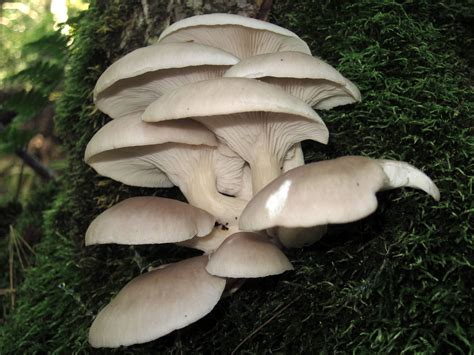 Oyster mushroom Facts, Health Benefits & Nutritional Value