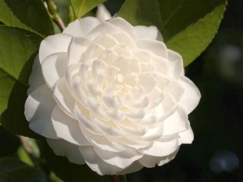 Camellia japonica 'Seafoam' Camellia from Flowerwood Nursery, Inc.