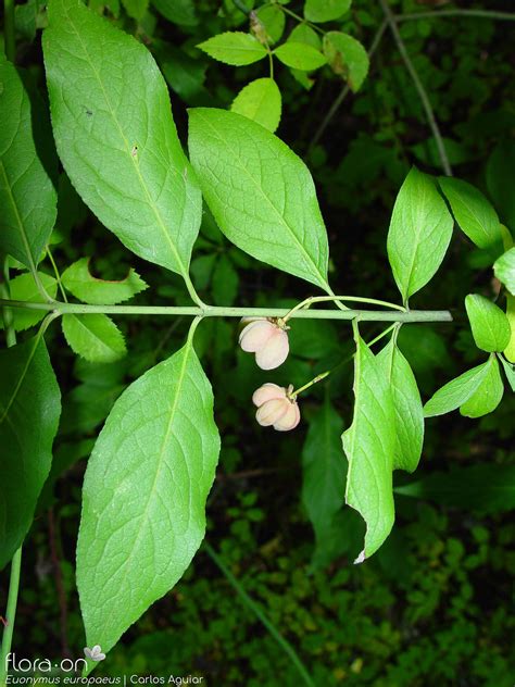 Euonymus europaeus | Flora-On