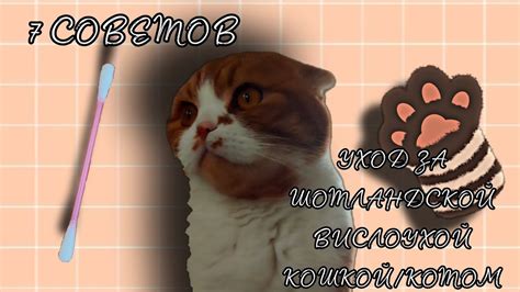УХОД ЗА ШОТЛАНДСКОЙ ВИСЛОУХОЙ КОШКОЙ/КОТОМ/7 СОВЕТОВ - YouTube