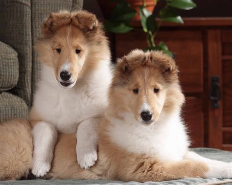 rough collie wallpapers animal literature