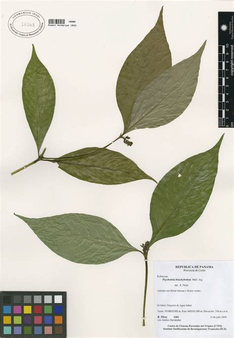 STRI Research Portal Detailed Collection Record Information