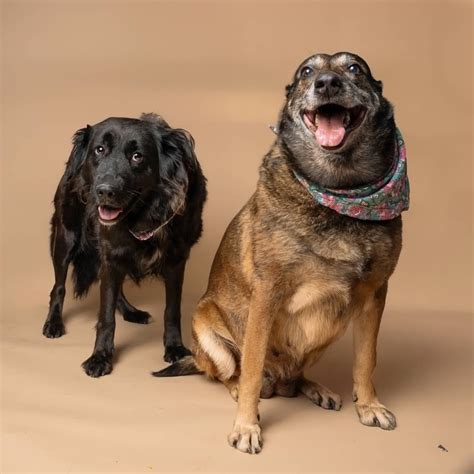 fulton county animal services adoption 2