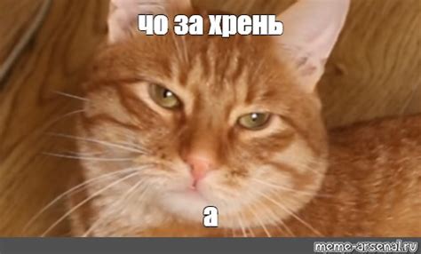 Мем: "чо за хрень а" - Все шаблоны - Meme-arsenal.com