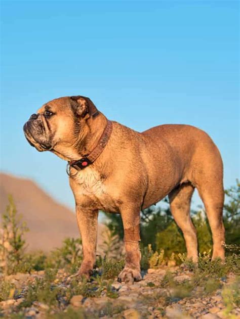 11 Amazing Bully Dog Breeds That Make Great Family Pets - PupVine