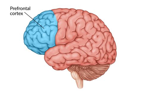 Prefrontal Cortex Function