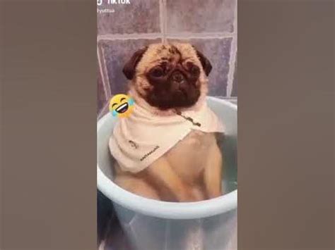 Собака пукнула - YouTube