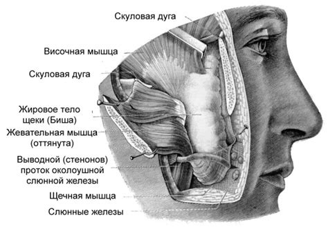 Рак щеки: симптомы, лечения и последствия