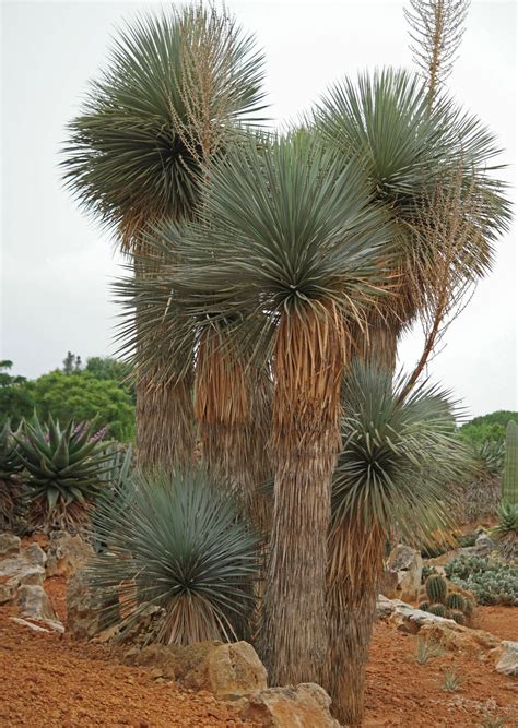 Yucca