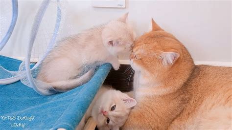 The father-child bond between dad cat Leo and his kittens is truly ...