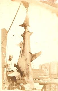 TIBURON MARTILLO | El tiburón martillo gigante o cornuda gig… | Flickr