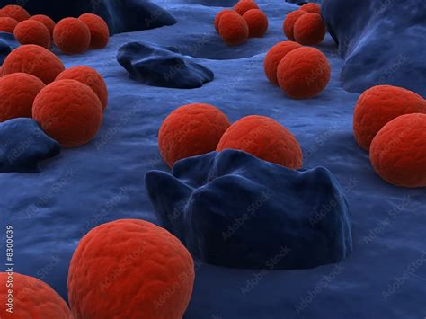 neisseria gonorrhoeae Stock Illustration | Adobe Stock