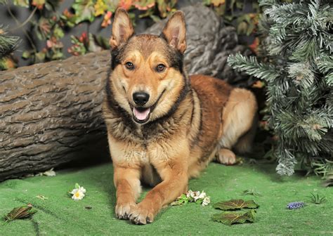 Best Mixed Breeds For Families