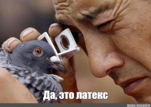 Создать мем "злой голубь, голубь человек, почтовый голубь" - Картинки ...