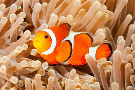 Clownfish get their stripes at different rates depending on their host ...