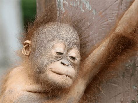 How to ethically adopt a Borneo orangutan - Odyssey World