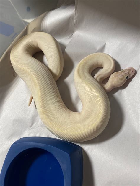 ivory pastel ball python  centraljerseyexotics morphmarket