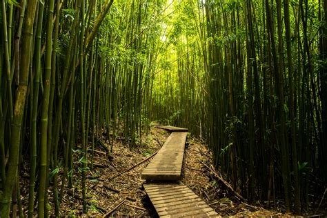 317 best Bamboo Forest images on Pholder | Japanpics, Pics and Earth Porn