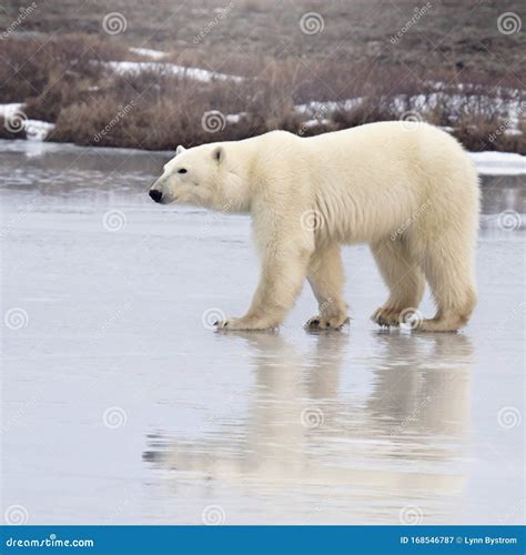 Polar Bear Walking on Thin Ice Stock Image - Image of travel, cold