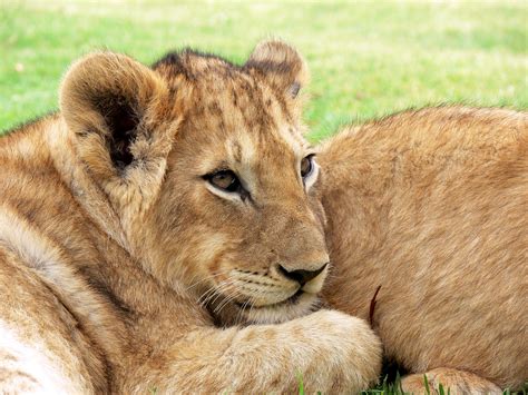young lion cub  stock photo public domain pictures