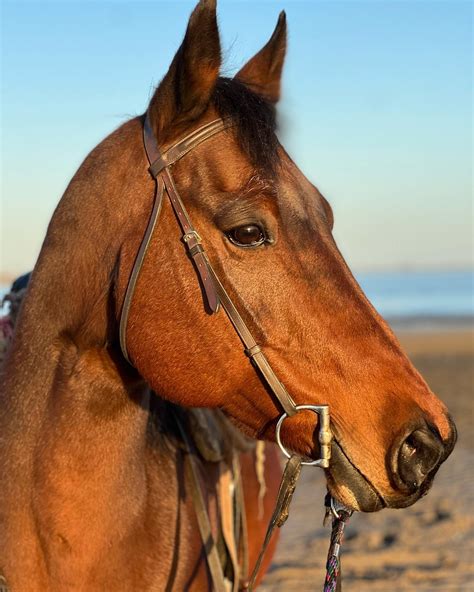 Jamaica Bay Riding Academy (@jamaicabayridingacademy) • Instagram