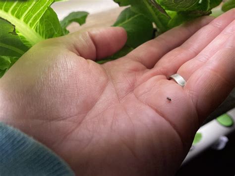 How to Naturally Eliminate Fungus Gnats: Effective Strategies You Can Use