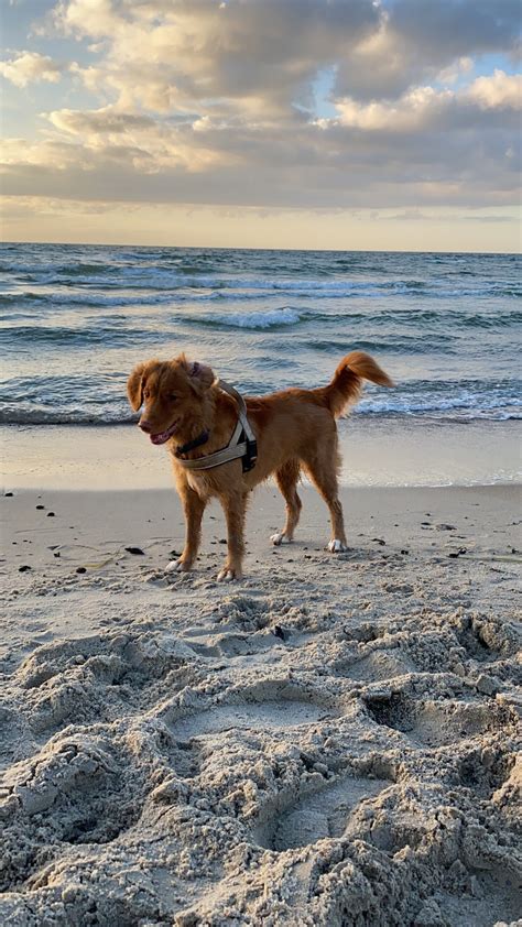 Ginger Flame FCI – Nova Scotia Duck Tolling Retriever hodowla w Polsce