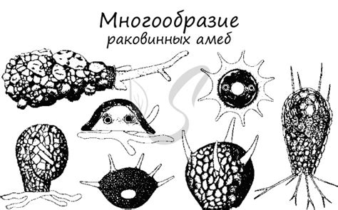 Корненожки, подготовка к ЕГЭ по биологии