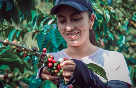 Já pensou ter o próprio pé de café em casa? Aprenda a cultivar!