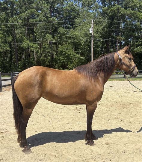 Nice Buckskin Mare