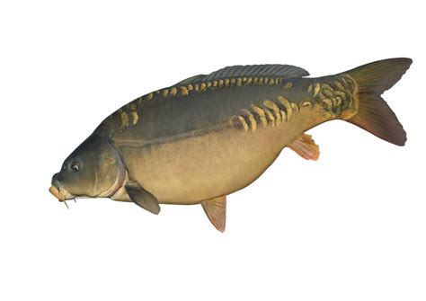 carpa cabeca grande fishcode