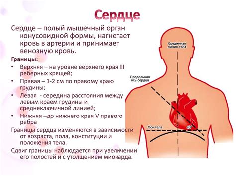 Строение и работа сердца - презентация онлайн
